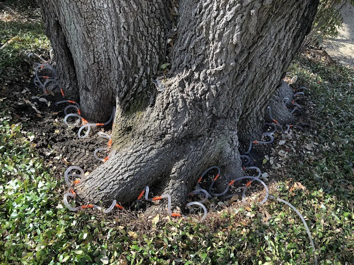 Detailed Tree Cabling and Bracing job site in Sherman