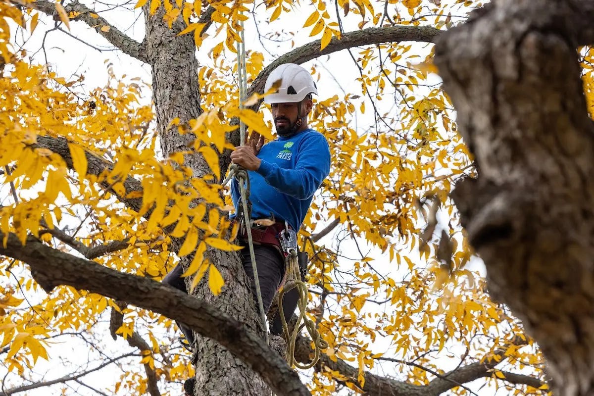 Skilled Tree Planing crew working in Sherman