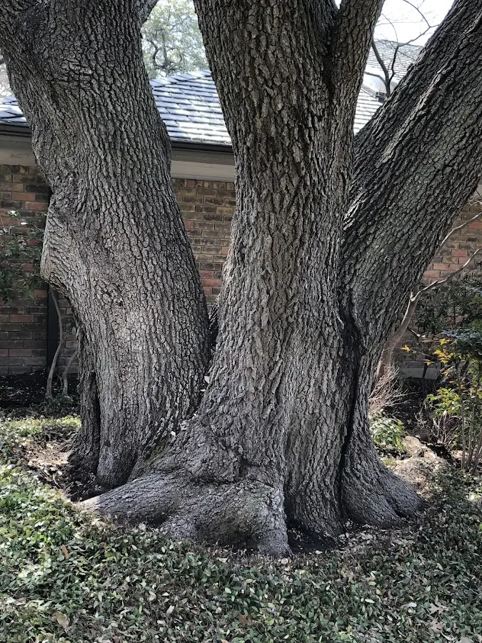 Mature heritage tree close to a Sherman property cared for by certified arborists