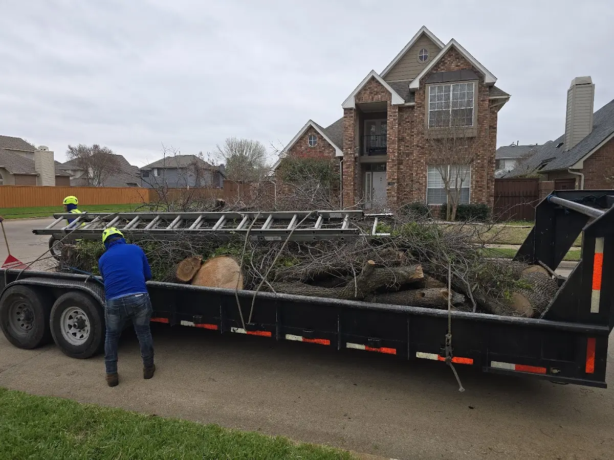 Expert Tree Removal with proper safety equipment in Sherman